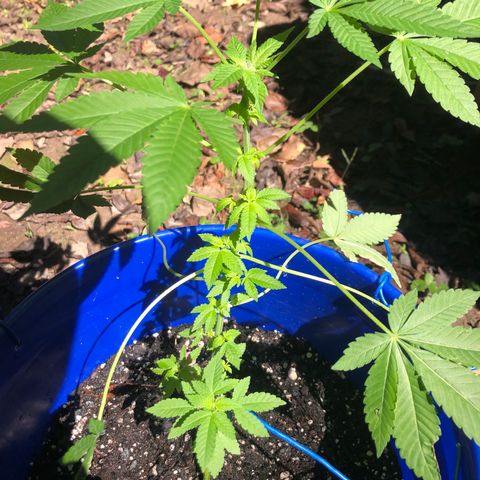 Runtz 2much growlog timeline photo