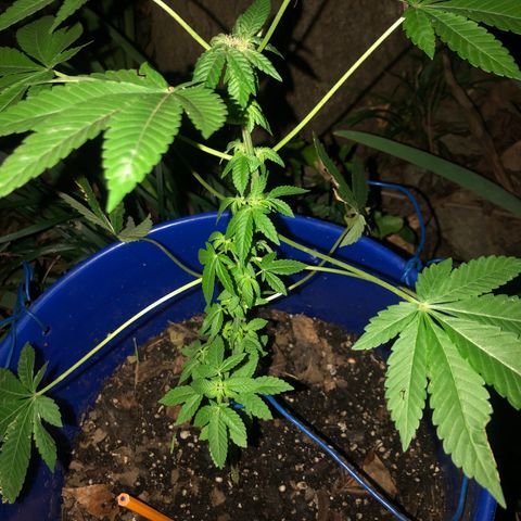 Runtz 2much growlog timeline photo