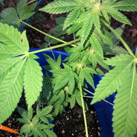 Runtz 2much growlog timeline photo