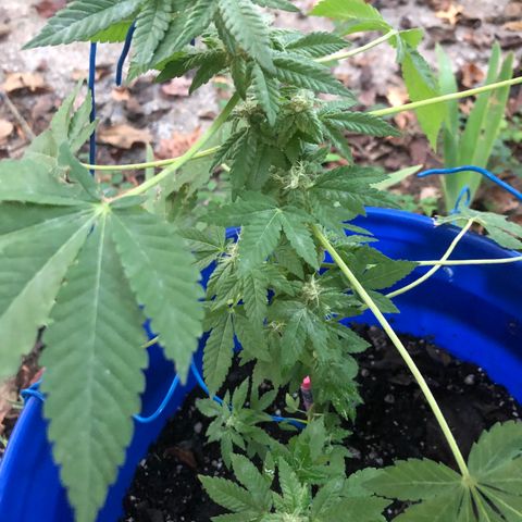 Runtz 2much growlog timeline photo