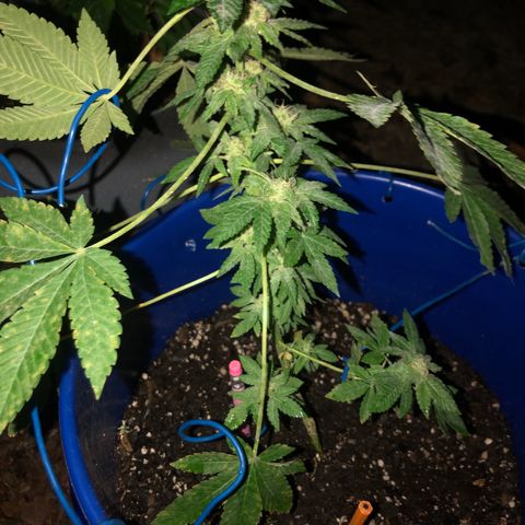 Runtz 2much growlog timeline photo