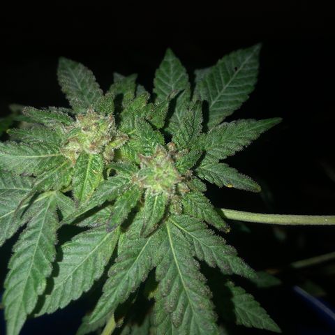 Runtz 2much growlog timeline photo