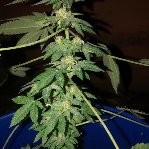 Runtz 2much growlog timeline photo