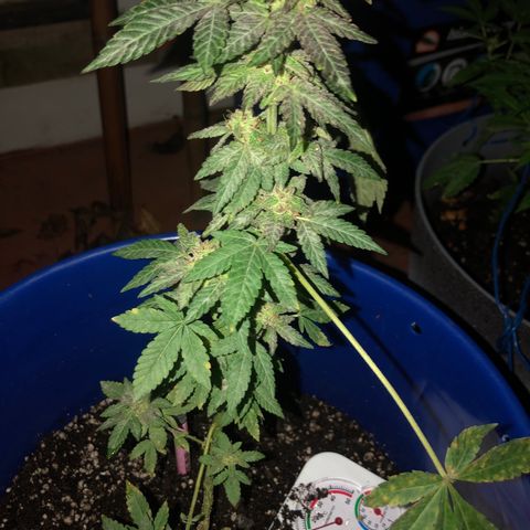 Runtz 2much growlog photo: Purple Genetics 