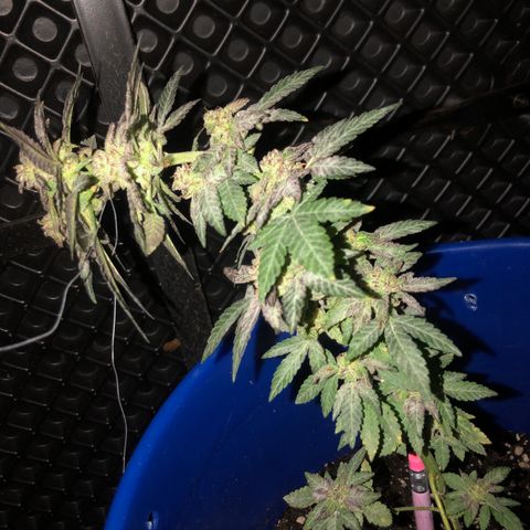 Runtz 2much growlog timeline photo
