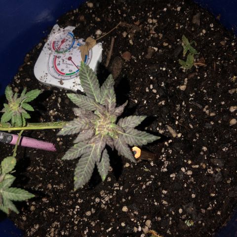 Runtz 2much growlog timeline photo