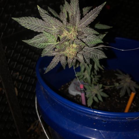 Runtz 2much growlog timeline photo