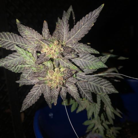 Runtz 2much growlog timeline photo