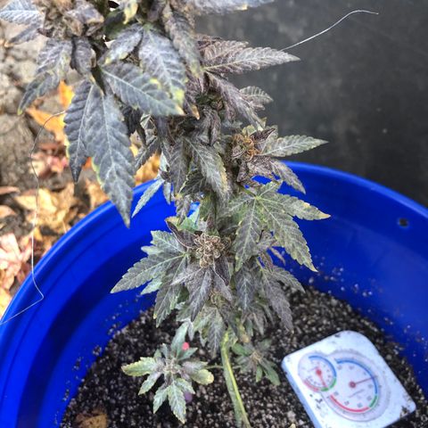 Runtz 2much growlog timeline photo