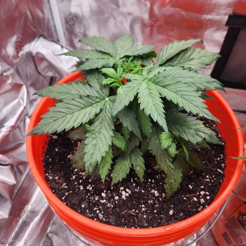 NL AUTO SEED 5 growlog timeline photo