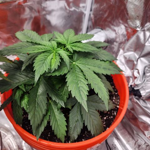 NL AUTO SEED 6 growlog timeline photo