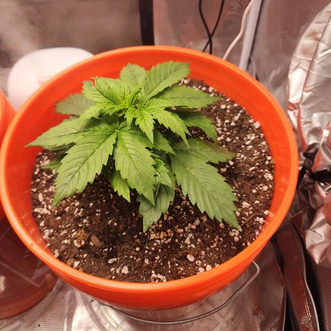 NL AUTO SEED 6 growlog timeline photo