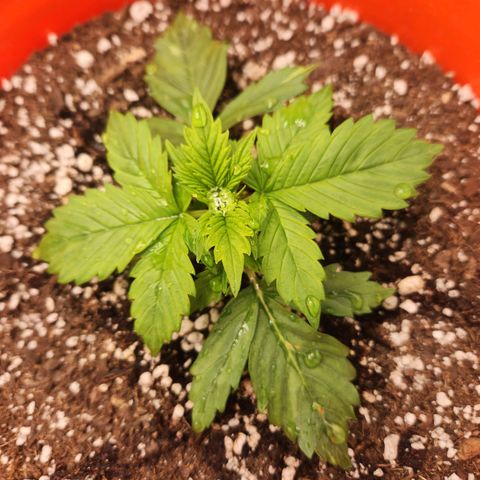 NL AUTO SEED 6 growlog timeline photo