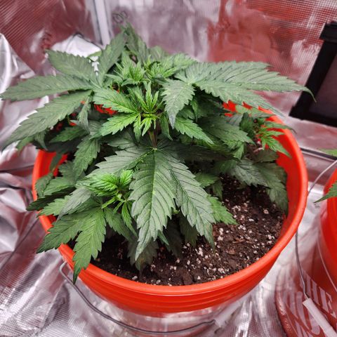 NL AUTO SEED 5 growlog timeline photo