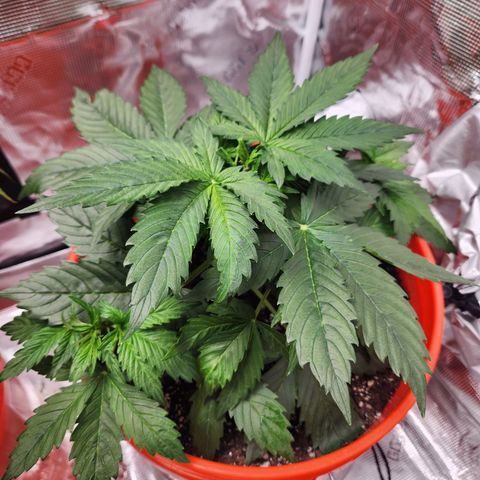 NL AUTO SEED 6 growlog timeline photo