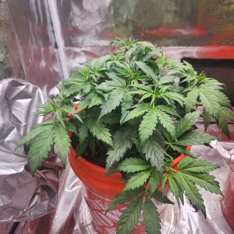 NL AUTO SEED 5 growlog timeline photo