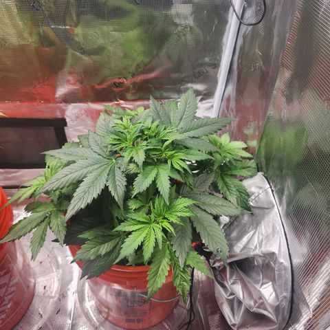 NL AUTO SEED 6 growlog timeline photo