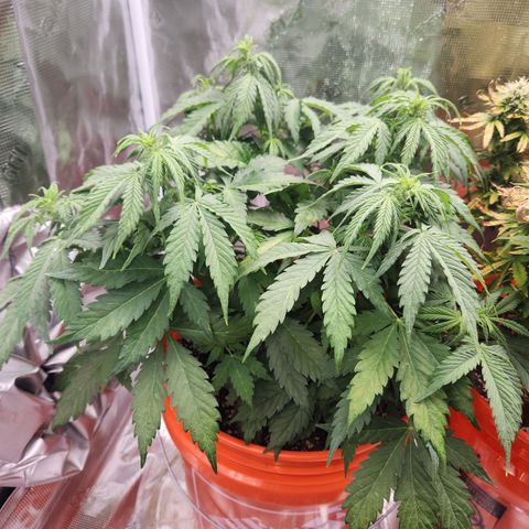 NL AUTO SEED 5 growlog timeline photo
