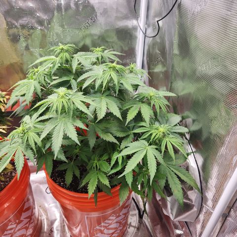 NL AUTO SEED 6 growlog timeline photo