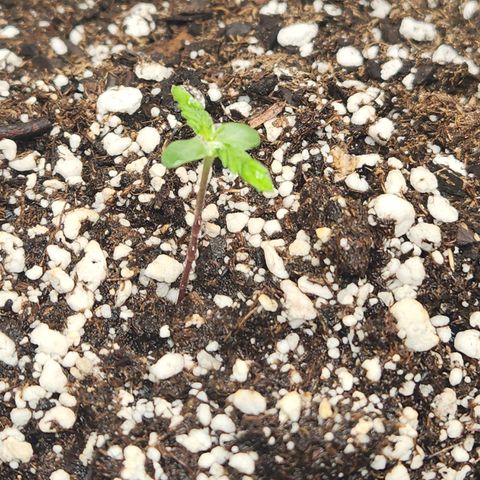 NYC Diesel Auto seed 1 growlog timeline photo