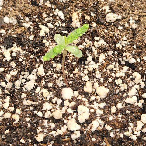 NYC Diesel Auto seed 2 growlog timeline photo