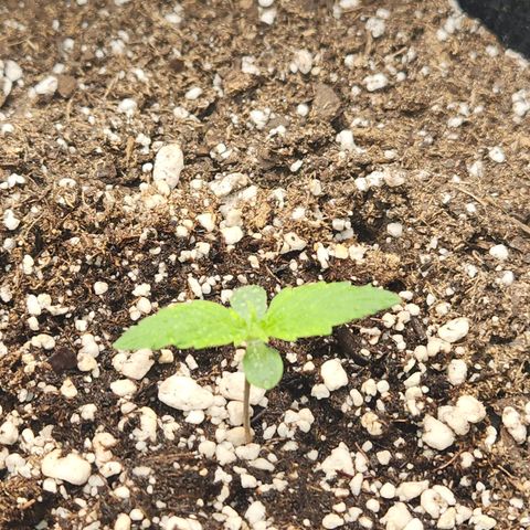 Northern Lights Auto seed 9 growlog timeline photo