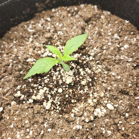 Northern Lights Auto seed 9 growlog timeline photo