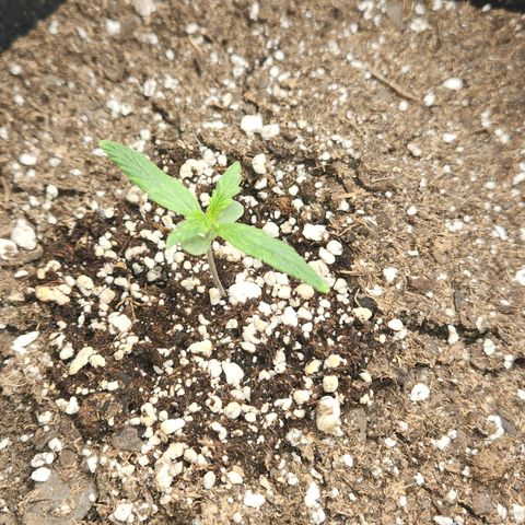NYC Diesel Auto seed 2 growlog timeline photo