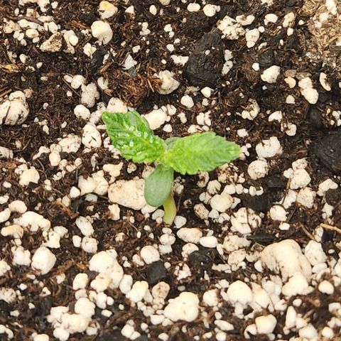 Northern Lights Auto seed 8 growlog timeline photo