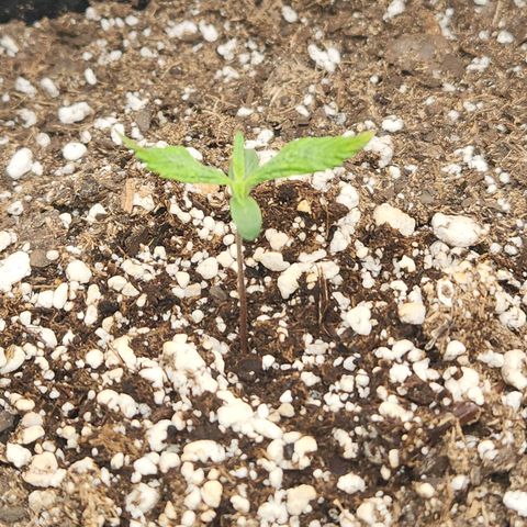 NYC Diesel Auto seed 1 growlog timeline photo