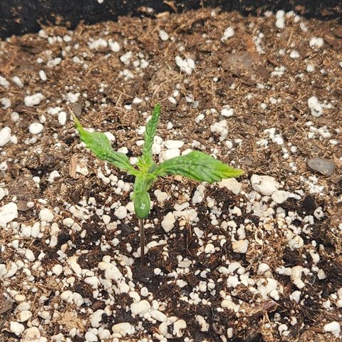 NYC Diesel Auto seed 1 growlog timeline photo