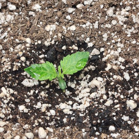 Northern Lights Auto seed 8 growlog timeline photo