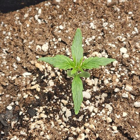 NYC Diesel Auto seed 2 growlog timeline photo