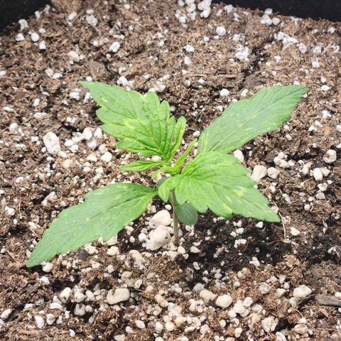 Northern Lights Auto seed 9 growlog timeline photo