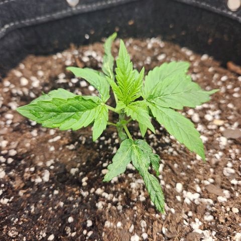 NYC Diesel Auto seed 1 growlog timeline photo