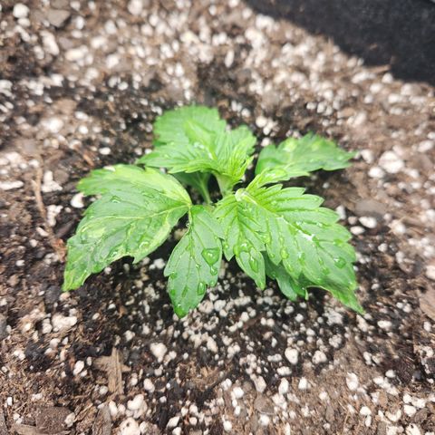 Northern Lights Auto seed 8 growlog timeline photo