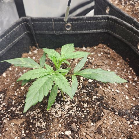NYC Diesel Auto seed 2 growlog timeline photo