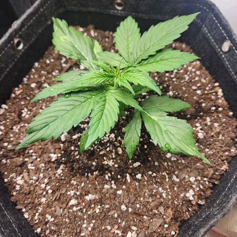 Northern Lights Auto seed 9 growlog timeline photo