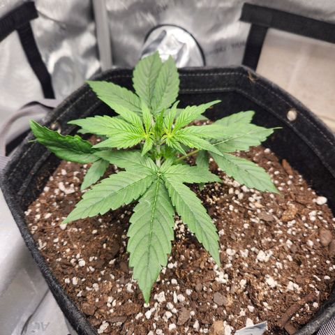 NYC Diesel Auto seed 1 growlog timeline photo