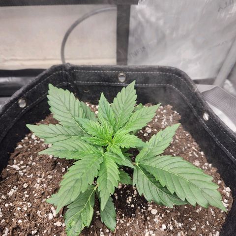 Northern Lights Auto seed 8 growlog timeline photo