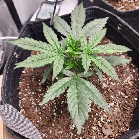 NYC Diesel Auto seed 2 growlog timeline photo