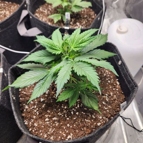 Northern Lights Auto seed 9 growlog timeline photo