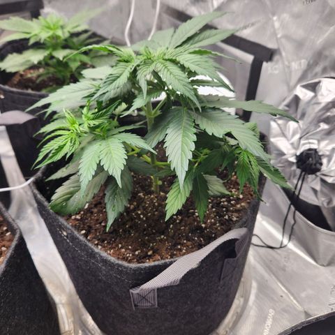 Northern Lights Auto seed 9 growlog timeline photo