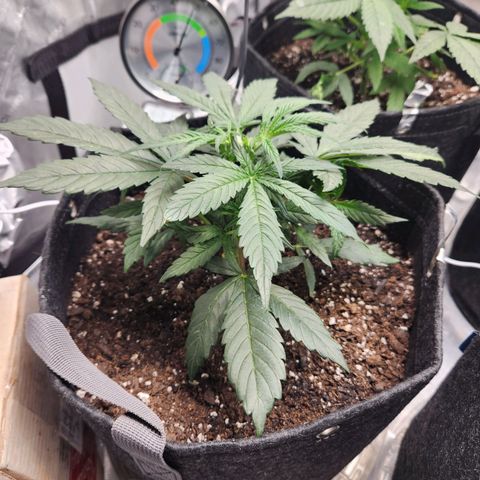 NYC Diesel Auto seed 2 growlog timeline photo