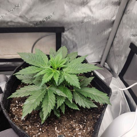 Northern Lights Auto seed 8 growlog photo: Don't mind the water spots on the leaves 