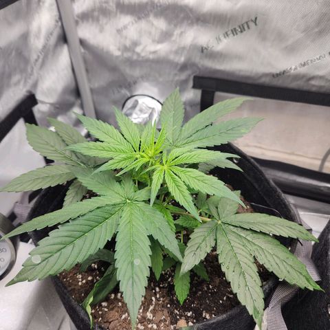 NYC Diesel Auto seed 1 growlog timeline photo