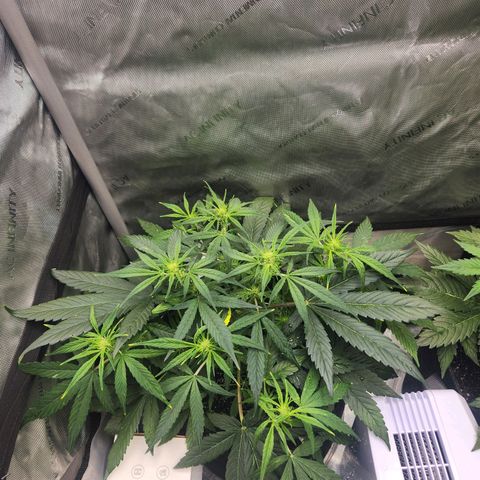NYC Diesel Auto seed 1 growlog timeline photo