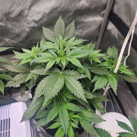 Northern Lights Auto seed 8 growlog timeline photo