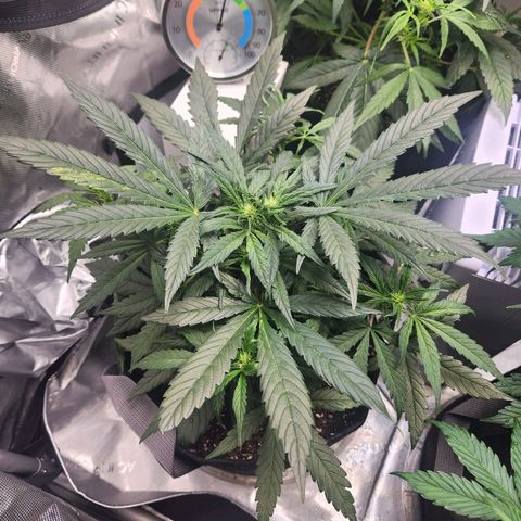 NYC Diesel Auto seed 2 growlog timeline photo