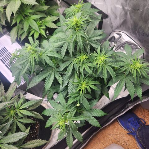 Northern Lights Auto seed 9 growlog timeline photo